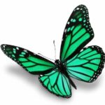 envol papillon Renaître après une rupture accompagnement psychologique pour un nouveau départ. la transformation pour lâcher le passé. coach laure mottier coaching en ligne thérapie. renouveau relationnel